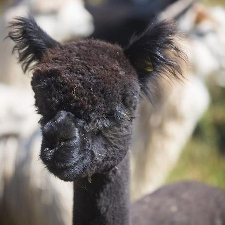 Willa HACJENDA ALPAKA mini zoo Ubiad Zewnętrze zdjęcie