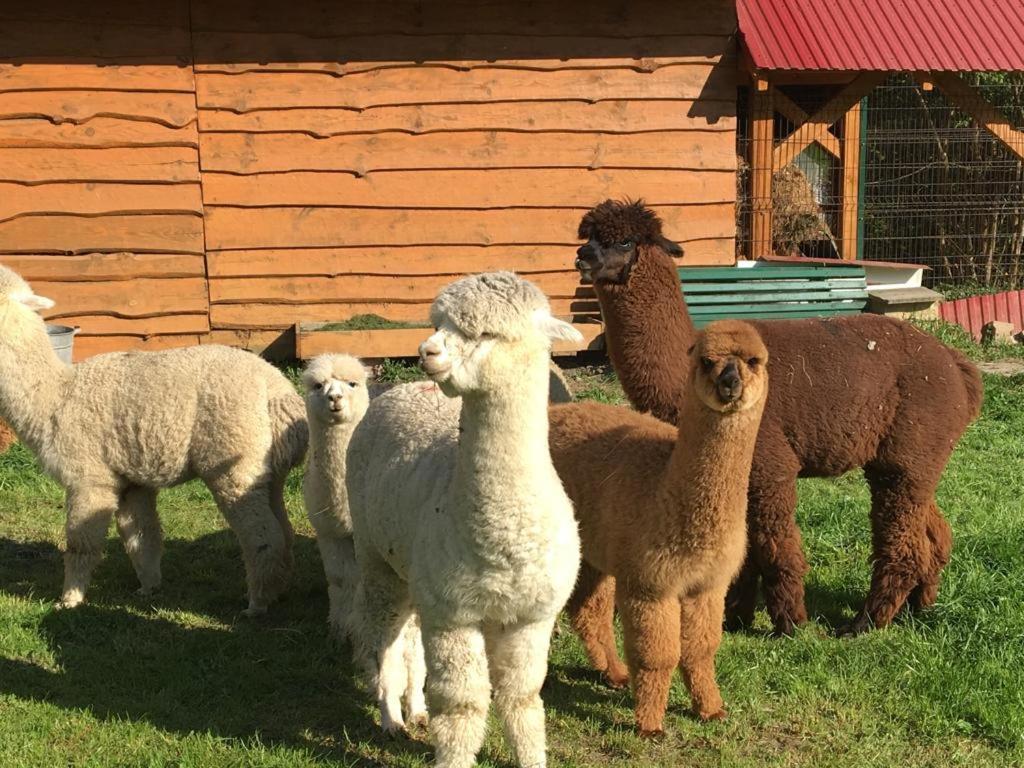 Willa HACJENDA ALPAKA mini zoo Ubiad Zewnętrze zdjęcie