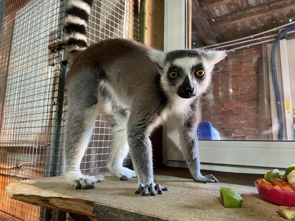 Willa HACJENDA ALPAKA mini zoo Ubiad Zewnętrze zdjęcie